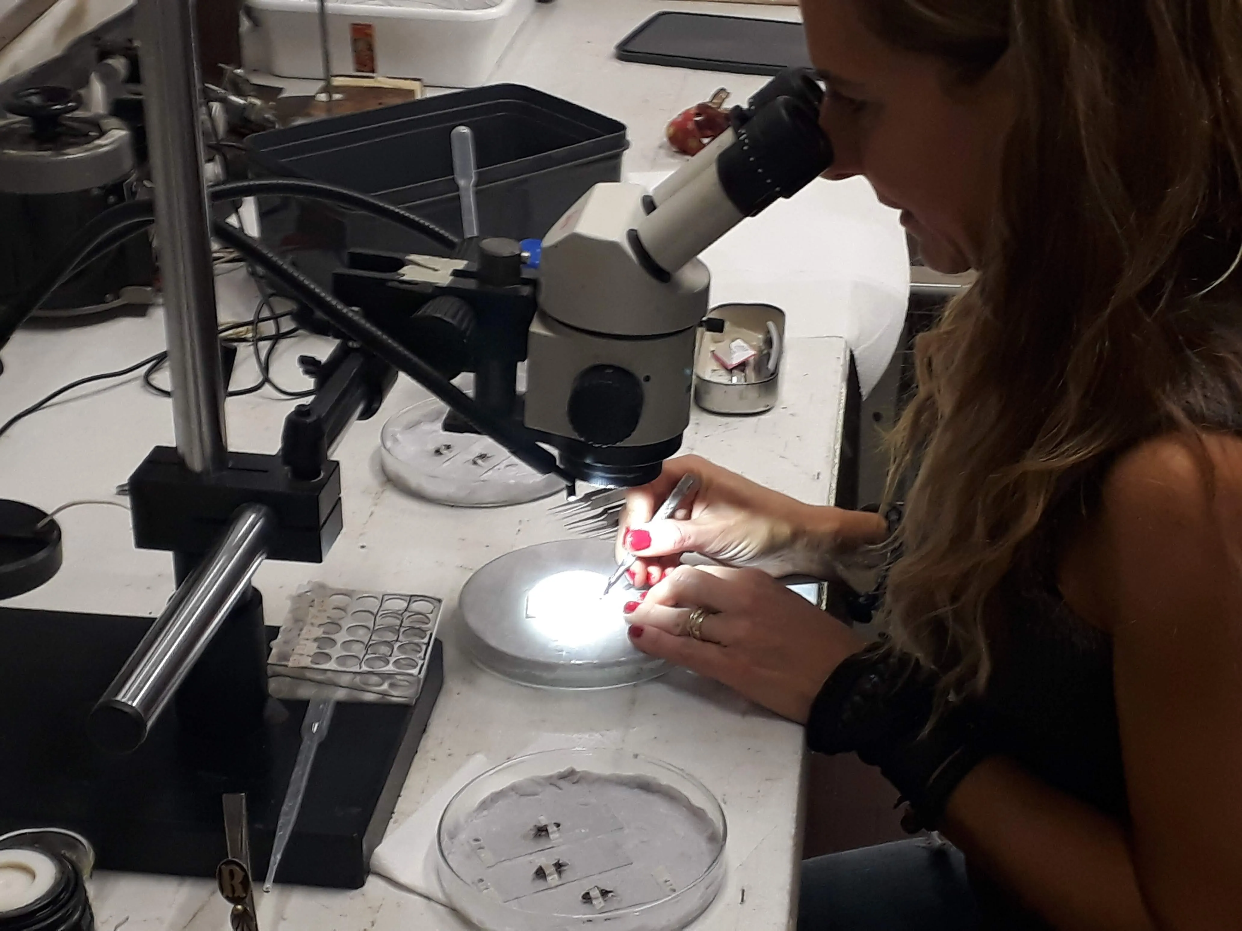 Investigadora del laboratorio NEI examinando ejemplares con pinzas bajo una lupa estereoscópica